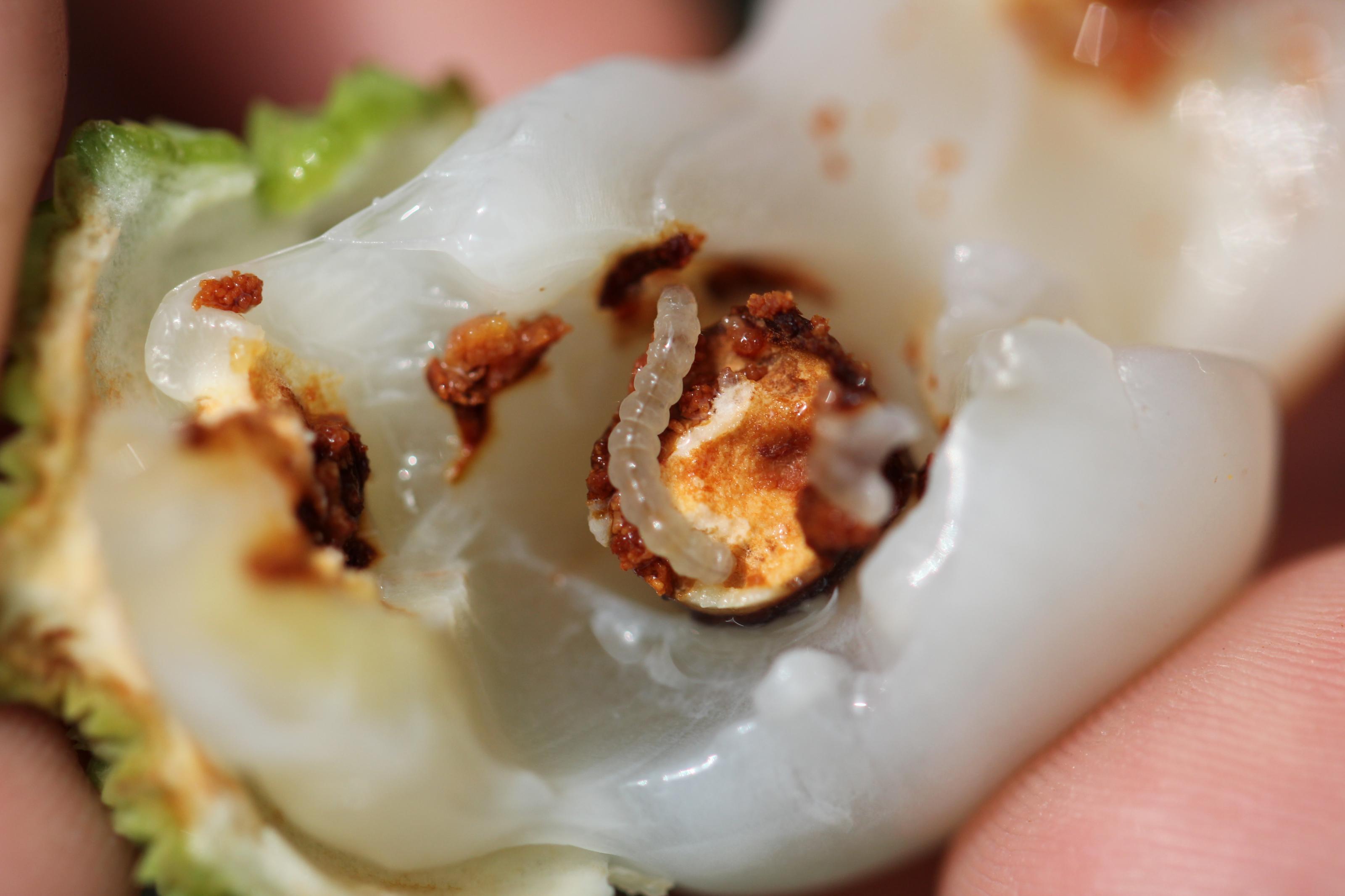 荔枝細蛾幼蟲鑽入果實種子內危害