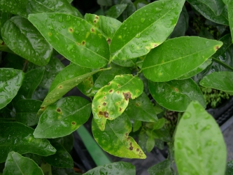 柑桔潰瘍病葉片病徵(細菌性)