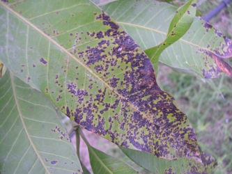 芒果黑斑病葉片病徵(細菌性)