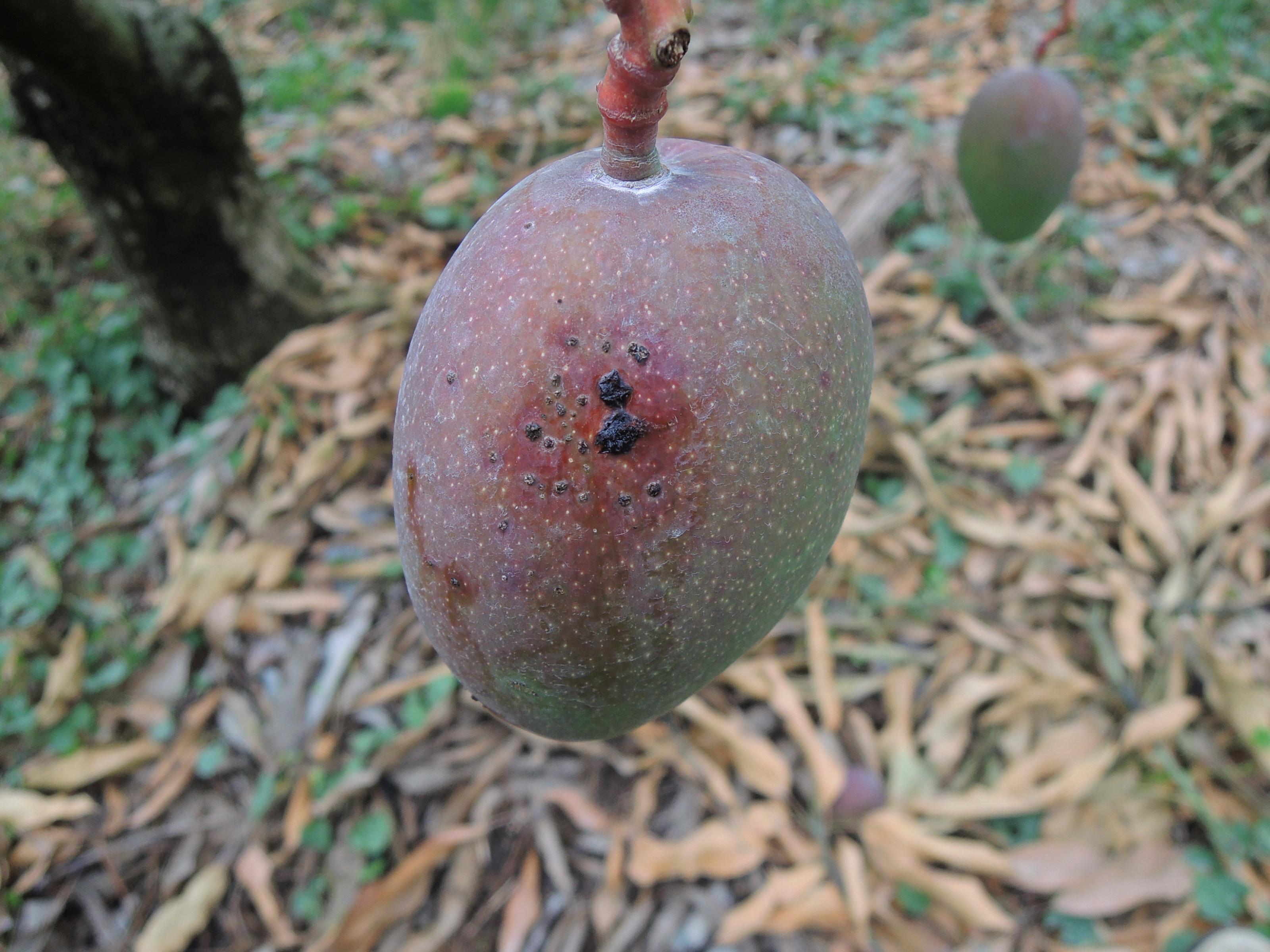 芒果黑斑病果實病徵