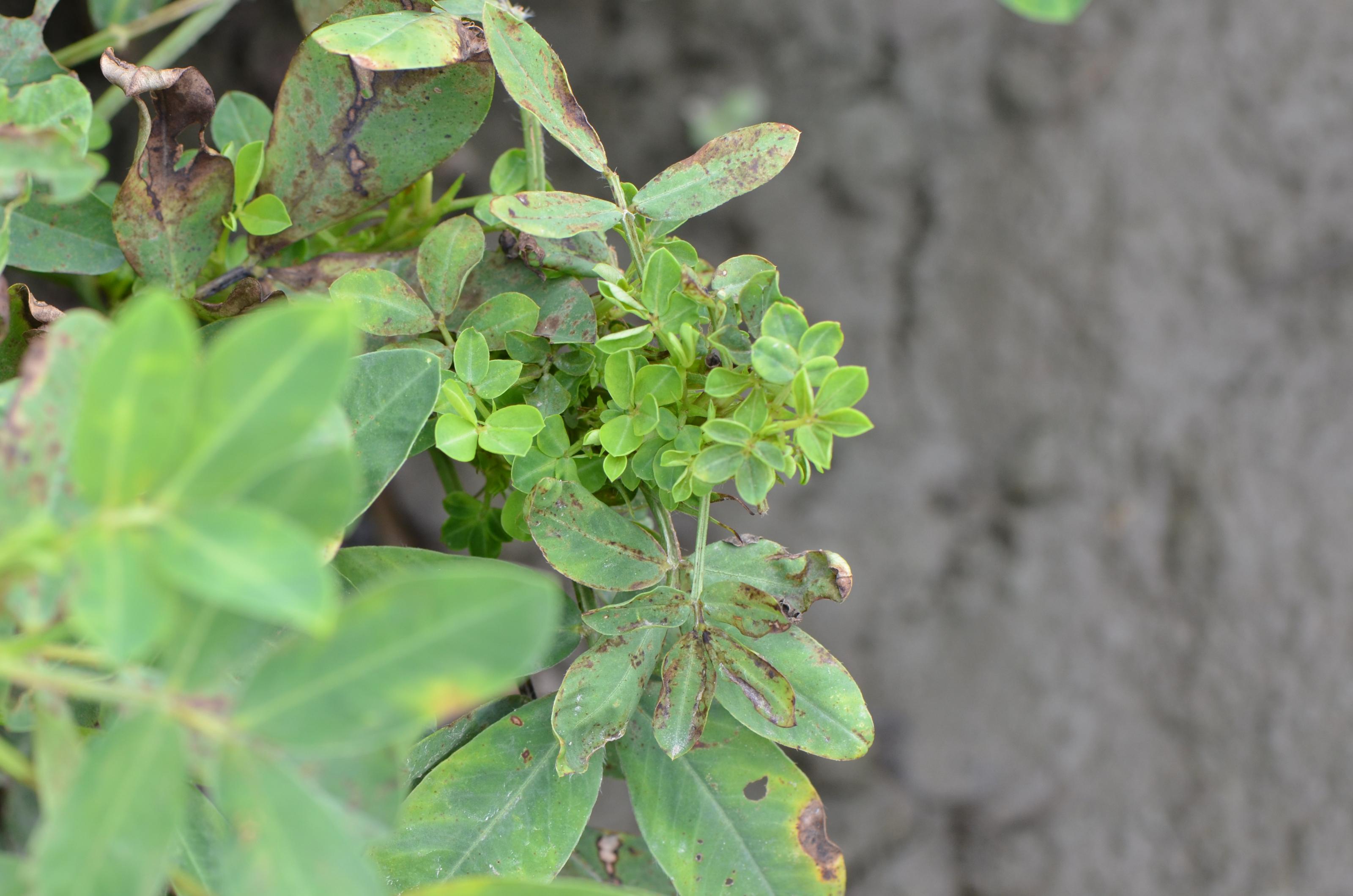 花生簇葉病病徵：葉片變小、節間縮短、花器葉化
