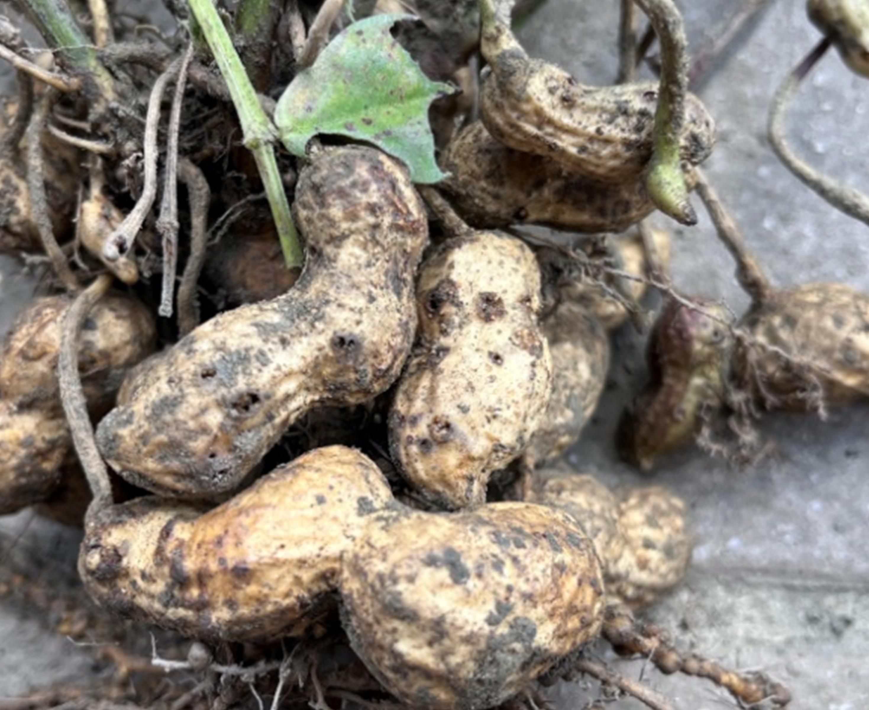 落花生果莢受草螟蛾危害取食的蟲孔