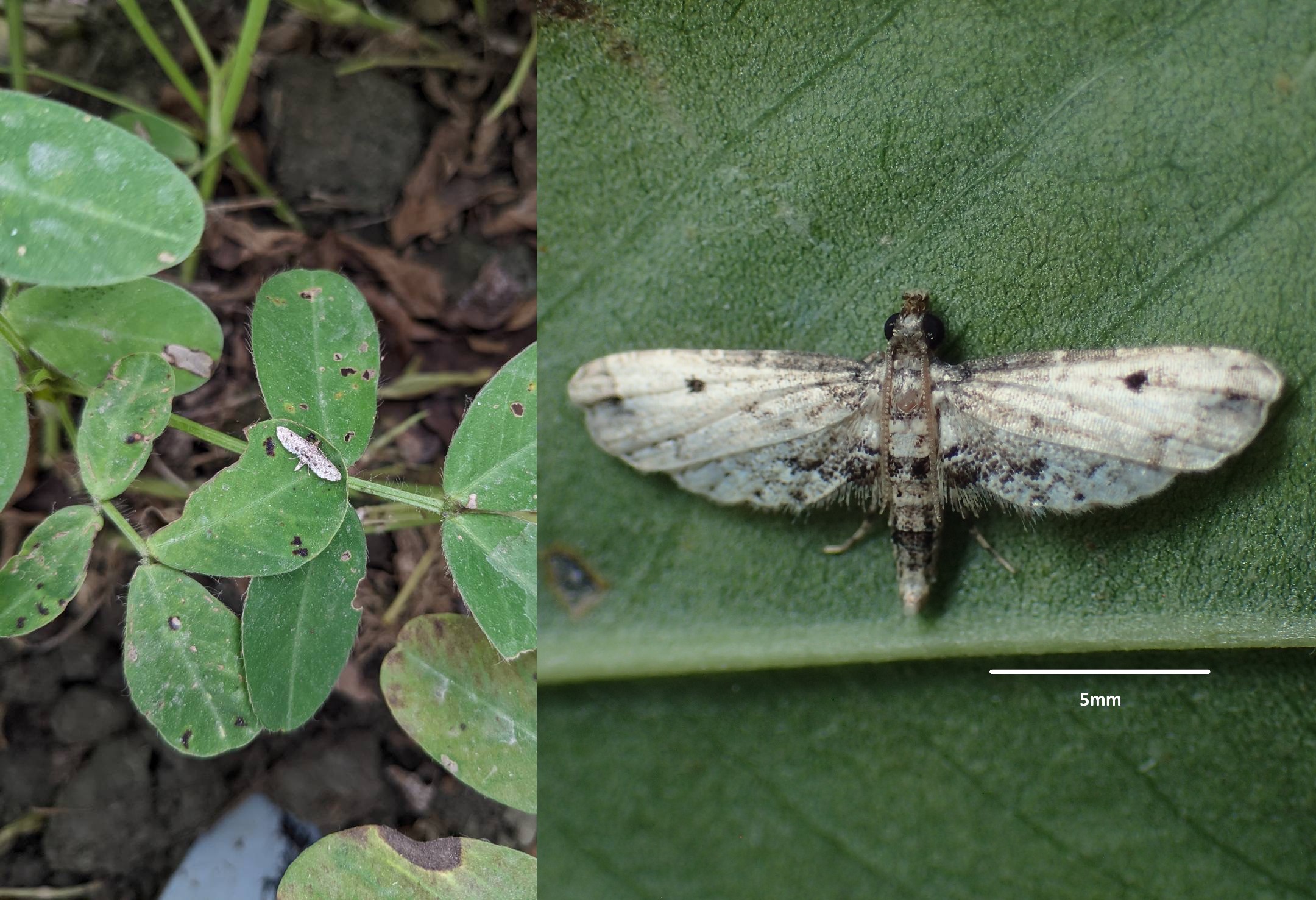 田間草螟蛾成蟲