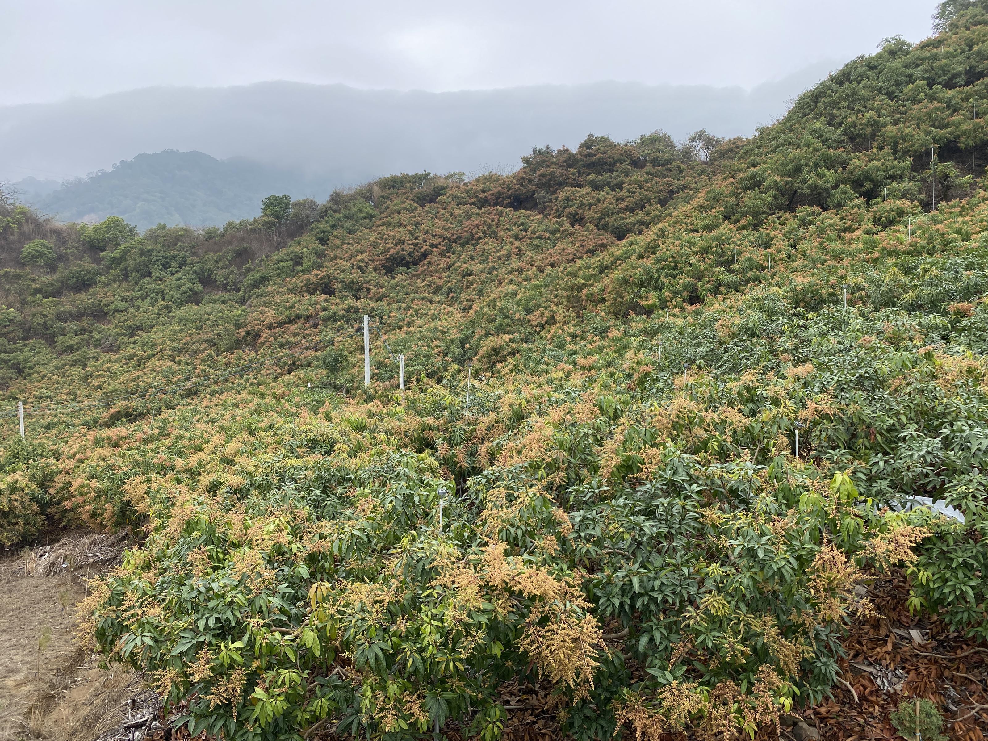 芒果產區開花率高