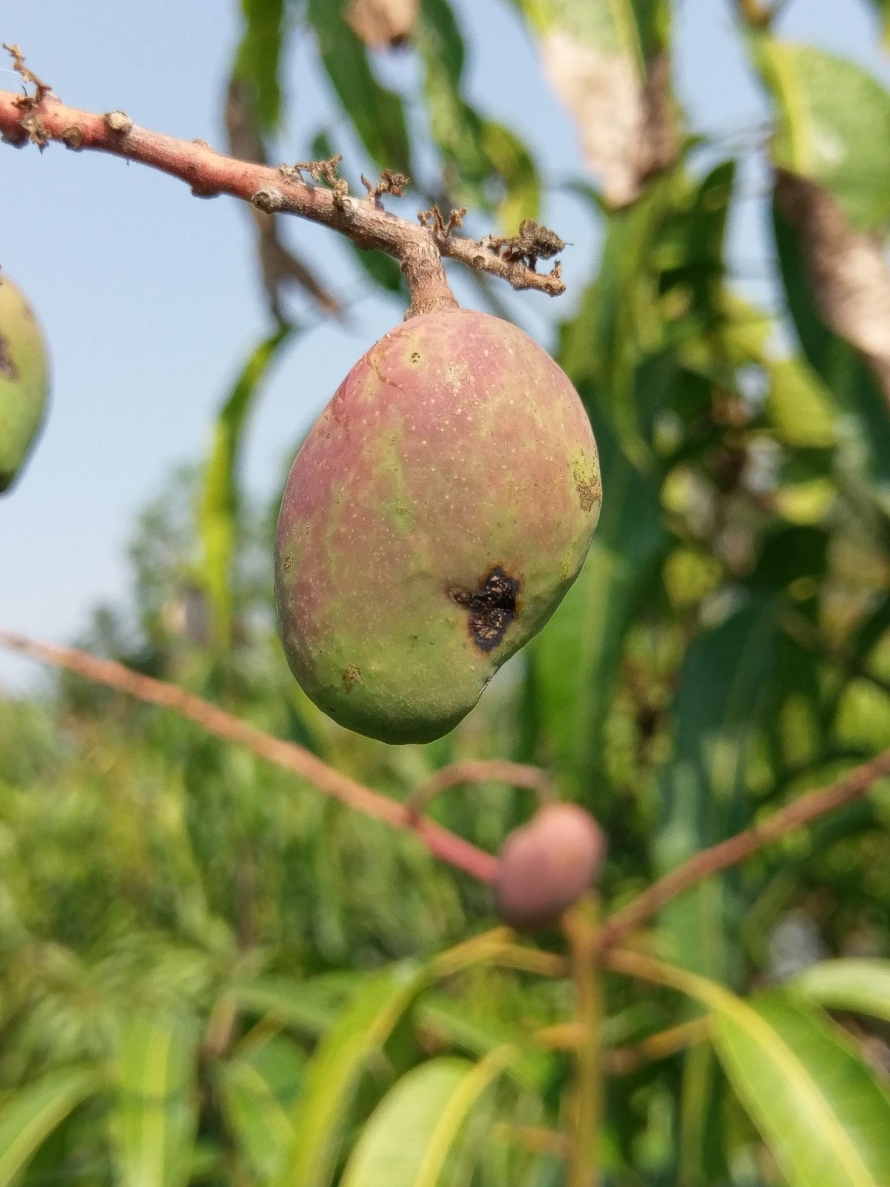 芒果幼果炭疽病病徵
