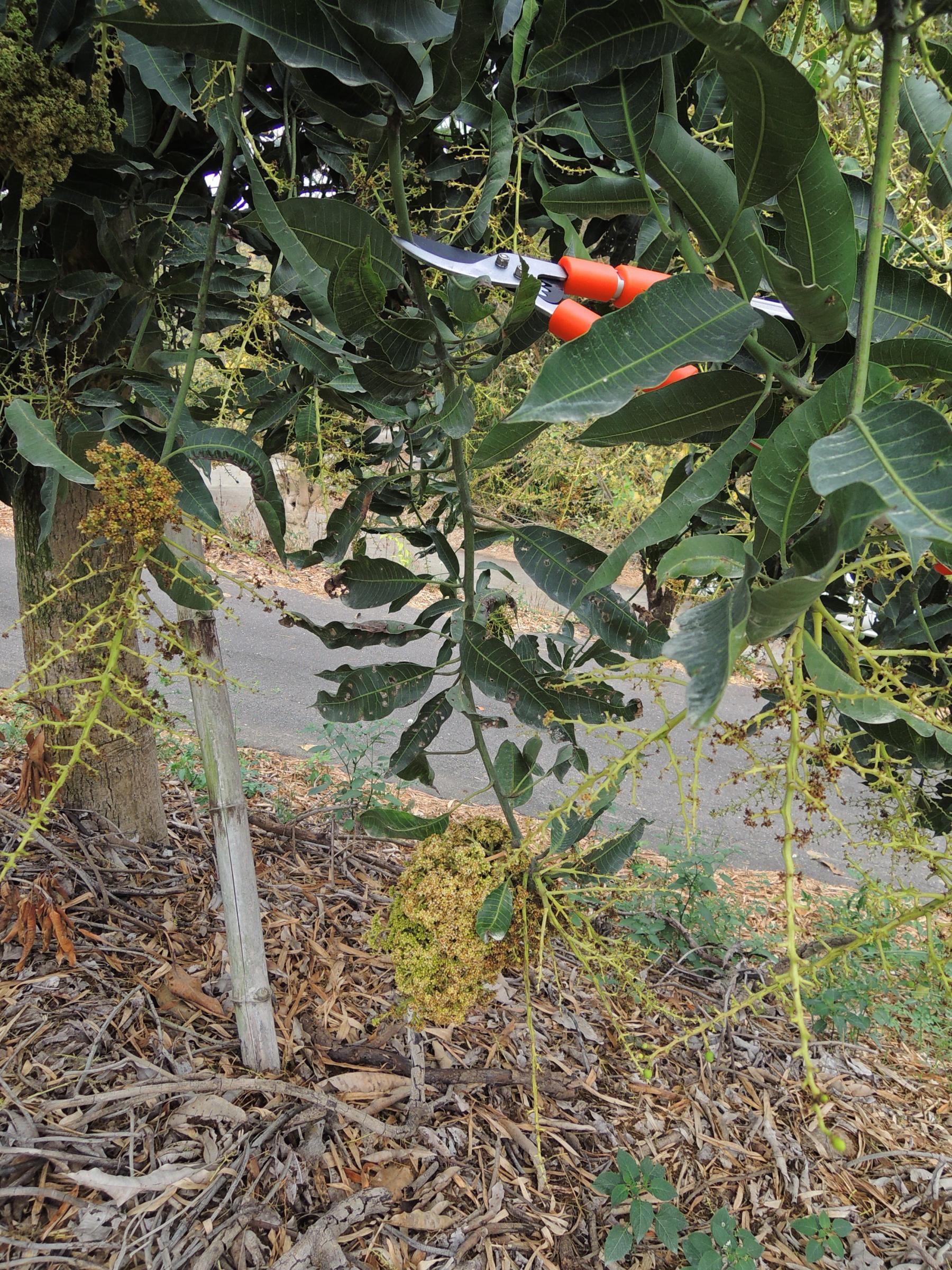 罹畸形病花穗由病徵處往上修剪45-60公分