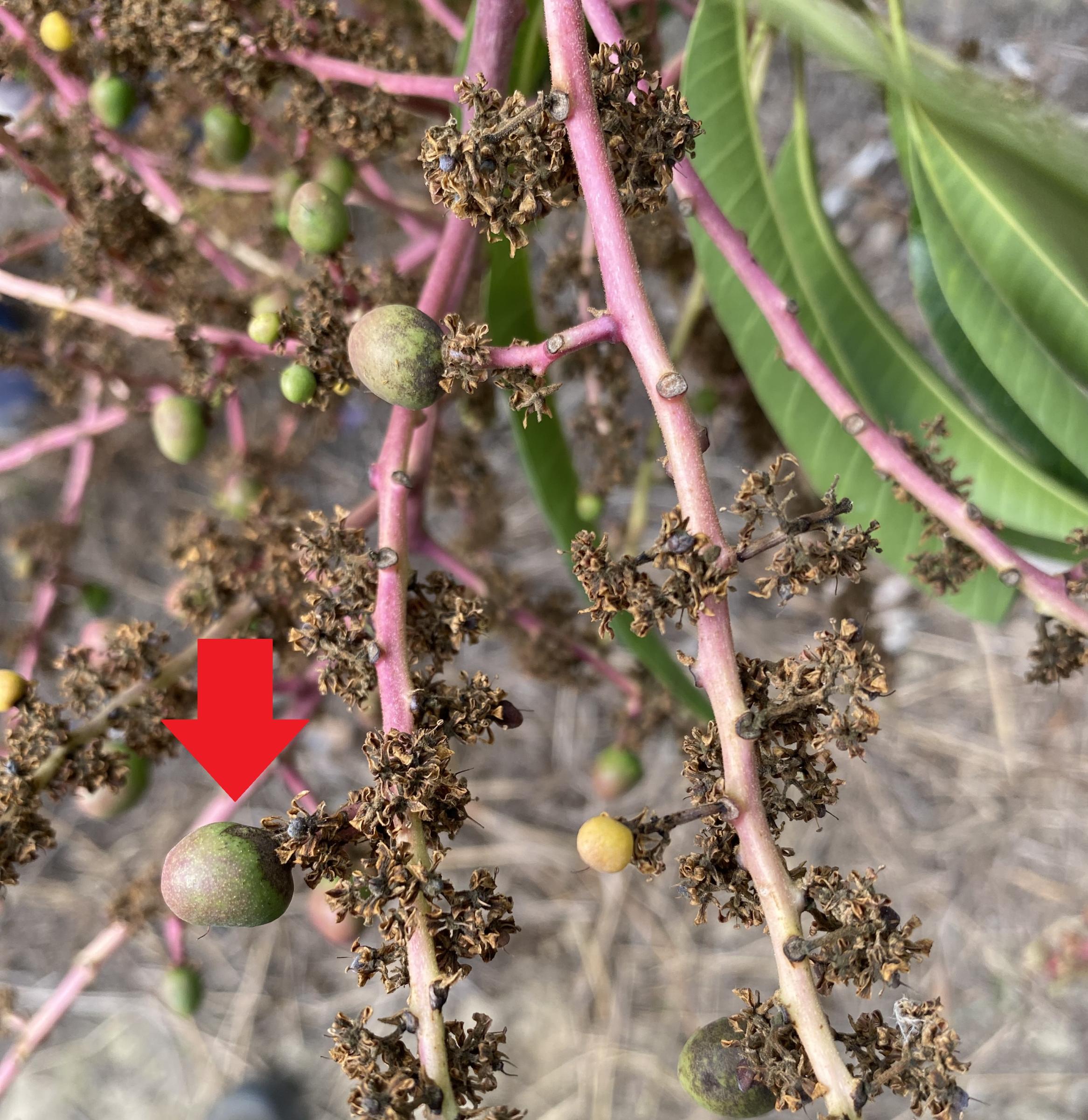 薊馬危害芒果幼果(幼果與花穗連接處粗糙疤痕)