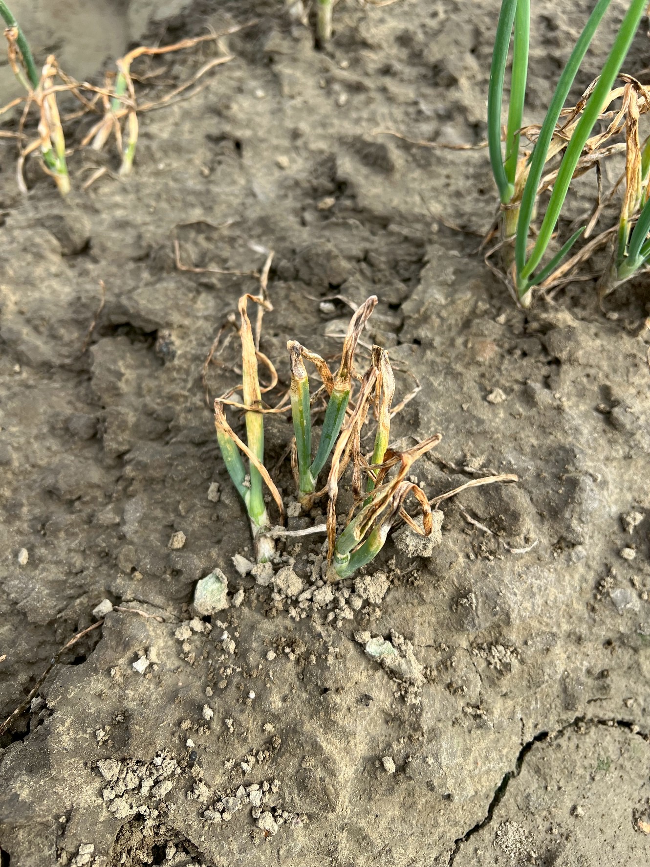 雨後蔥炭疽病徵