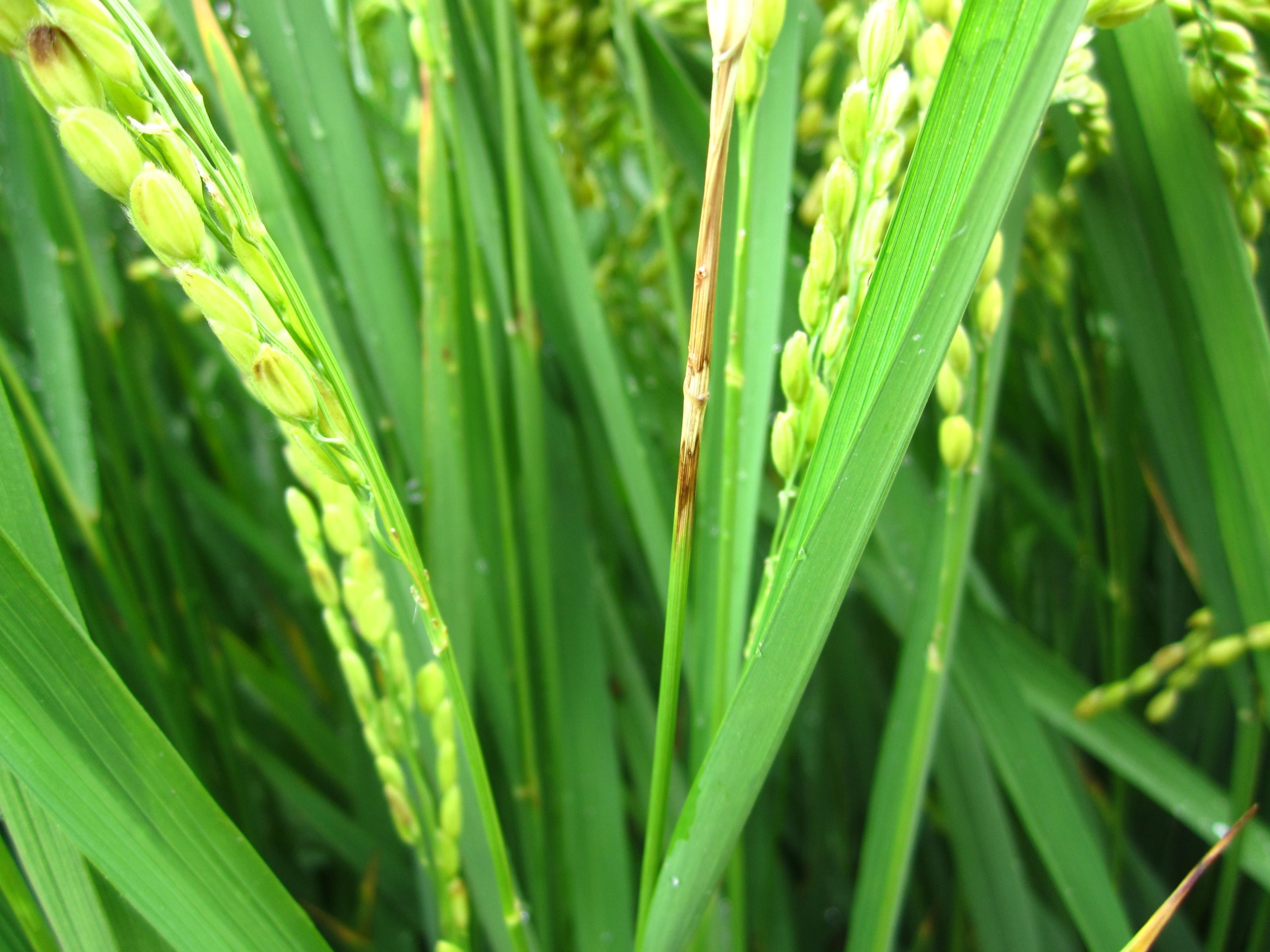 穗頸罹患稻熱病之病徵