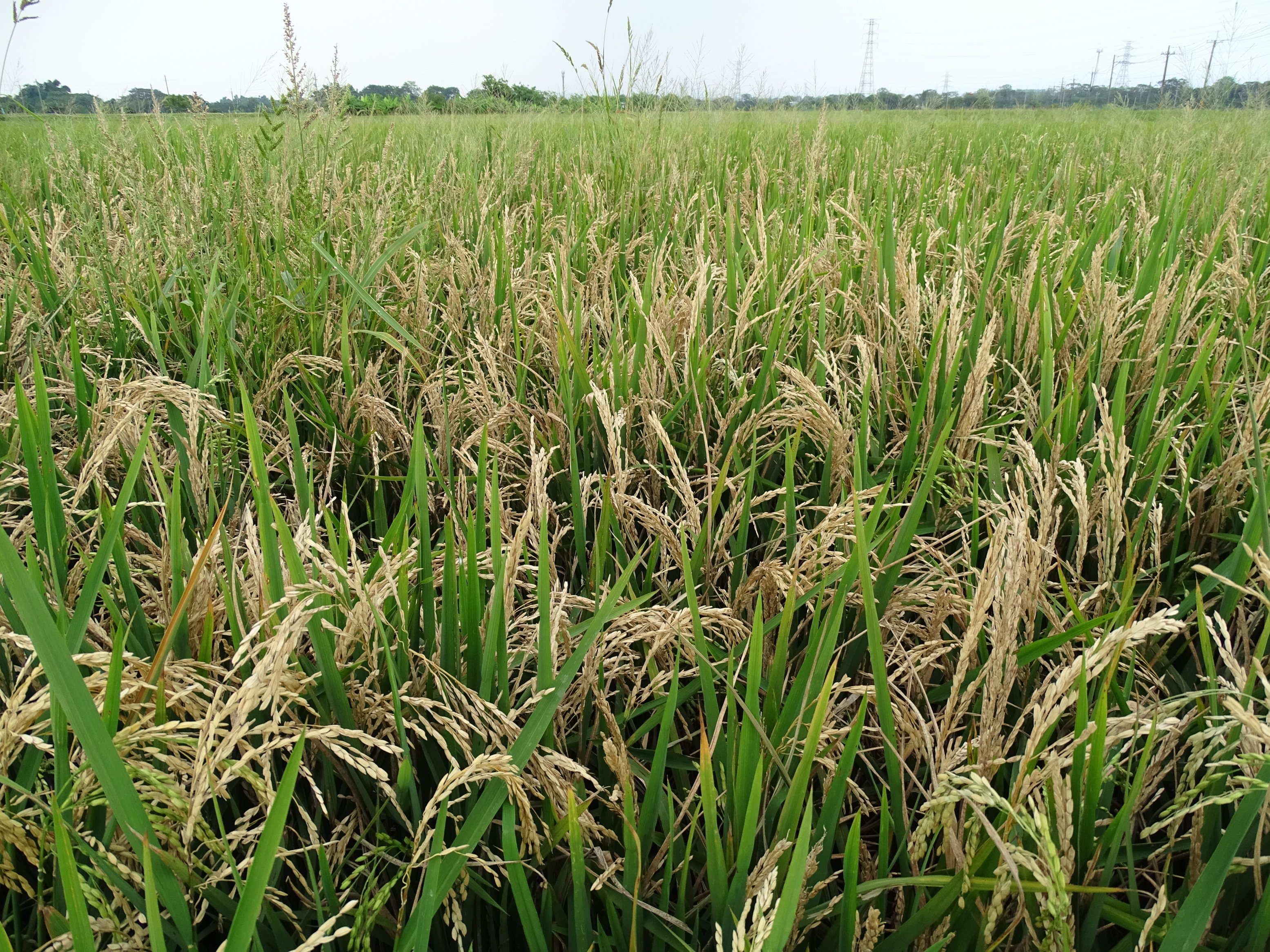 罹患穗稻熱病形成白穗