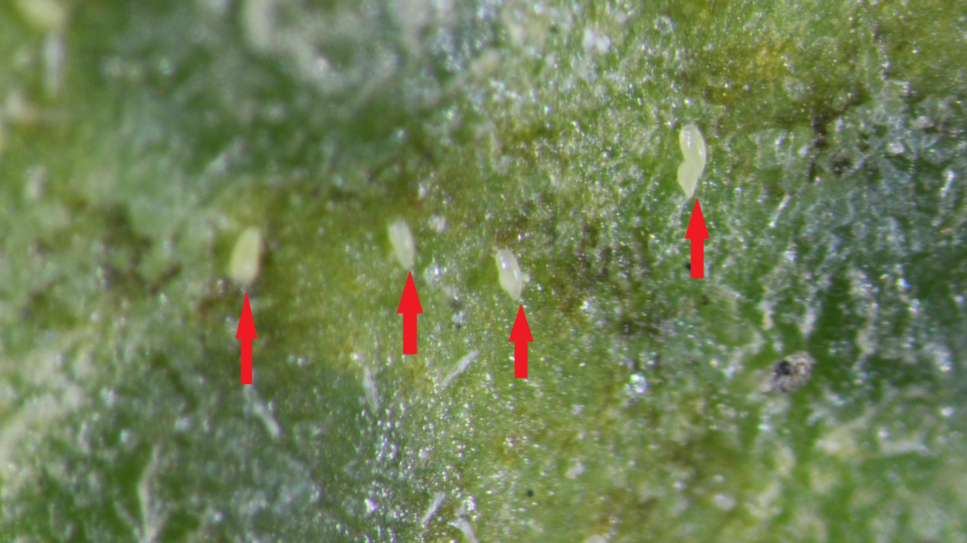 柑桔銹蟎(箭頭處)體型細小不易以肉眼察覺