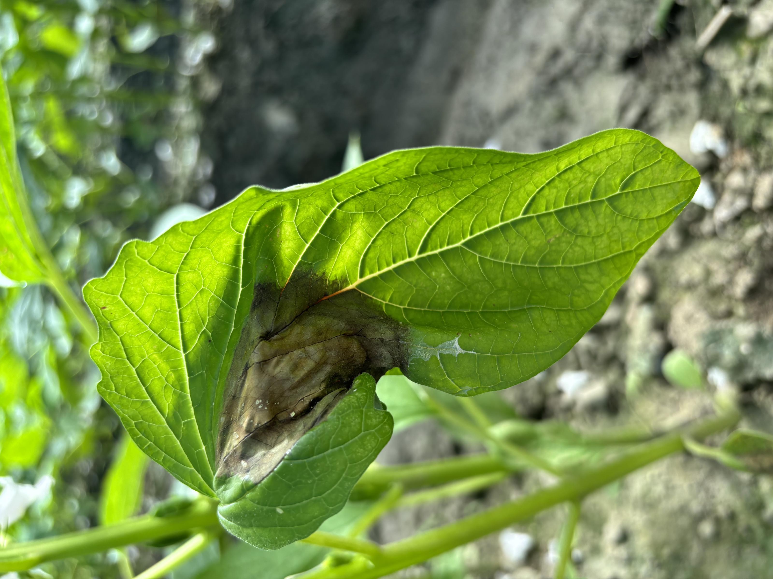 胡麻疫病病徵