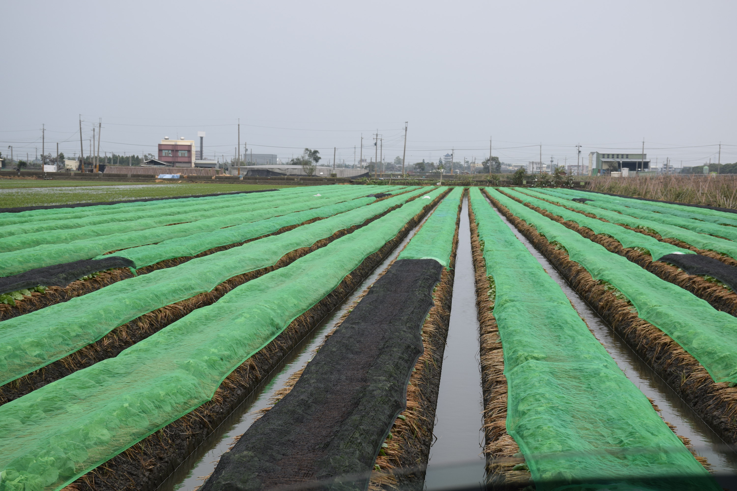 葉菜類覆蓋網子減少雨水及強風衝擊