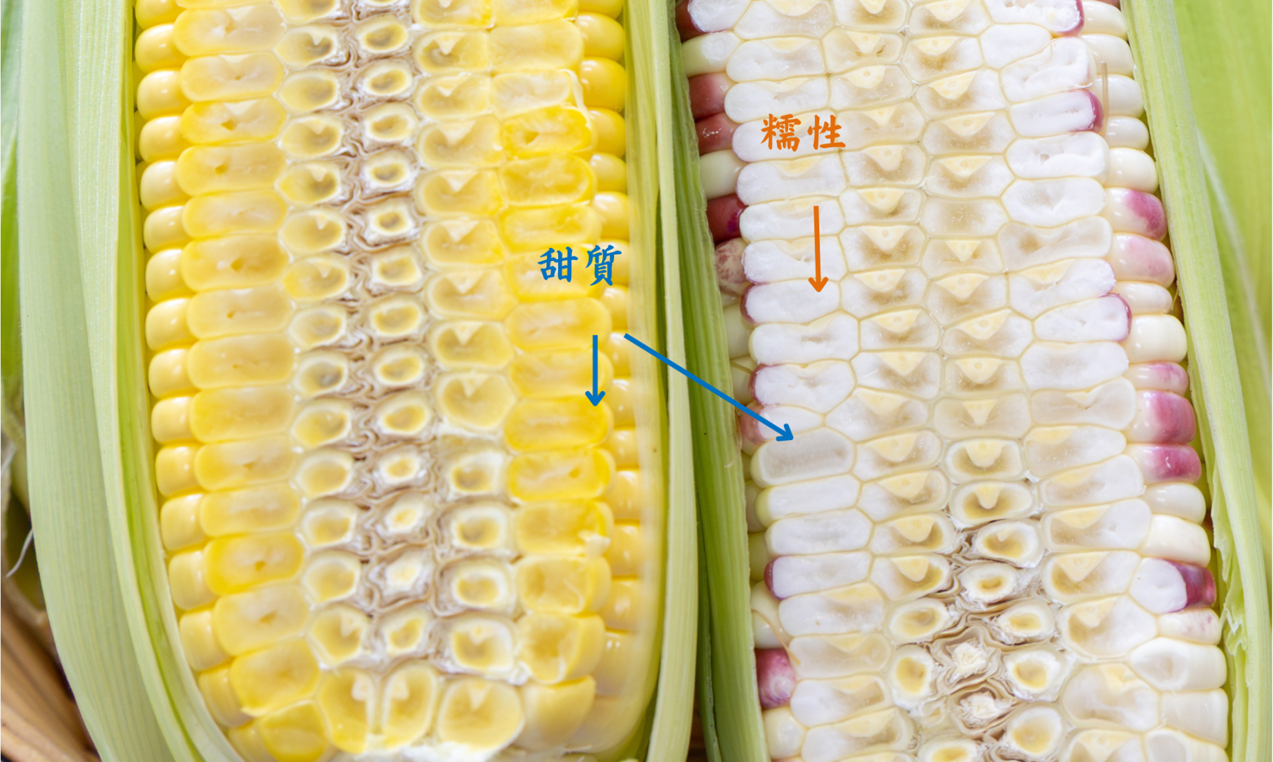 甜玉米(左)的籽粒富含糖分,僅含少量澱粉,因此籽粒胚乳呈透明狀;甜糯玉米(右)果穗同時排列富含糯性澱粉、籽粒胚乳呈乳白色的糯性籽粒,以及甜質籽粒。