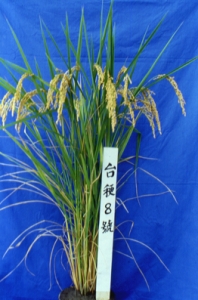 良質米品種台稉8號單株