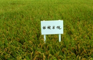 良質米品種台稉8號植株