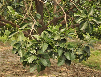 文旦柚透過枝梢管理增加植株帶葉花序枝比率，提高著果率及果實品質