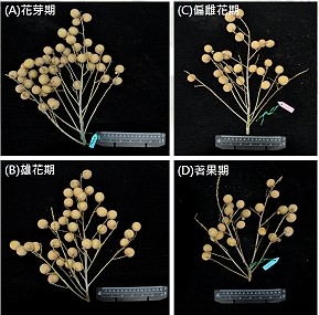 不同花期修剪對粉殼龍眼果穗生長之影響