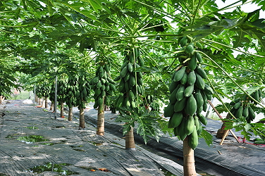 利用穴植管改善插穗發根後植株生育情形