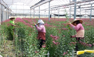 夏菜冬花夏天種植胡瓜，冬季種植多花菊