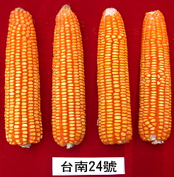 硬質玉米台南24號穗