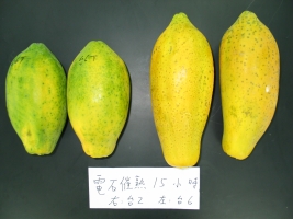 不同木瓜品種在催熟後有不同的反應