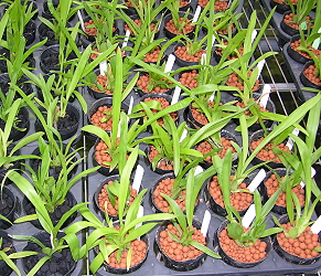新型顆粒介質(右)栽種文心蘭