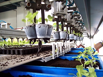 短期葉菜類自動化移植