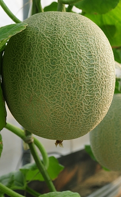 melon1