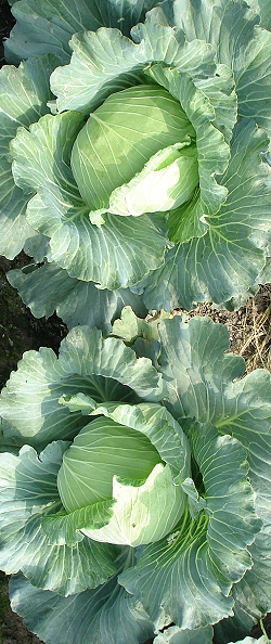 leafy vegetables