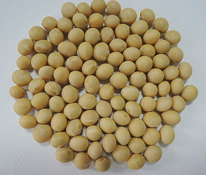 Soybean Tainan #10
