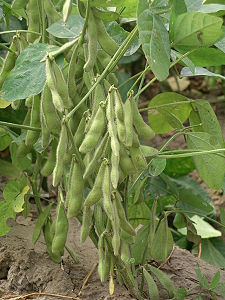 Vegetable soybean Tainan #2