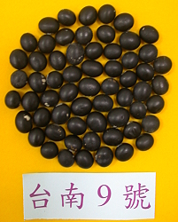 Black soybean Tainan #9