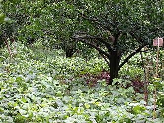 Green manure soybean Tainan #7