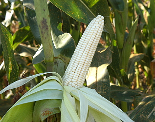 White Glutinous corn Taina #23