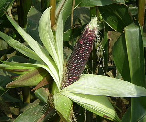 Black Glutinous corn Tainan #25