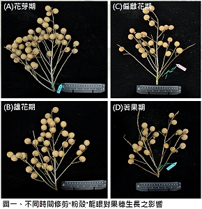 Different trimming time on longan spikes can affect fruit setting