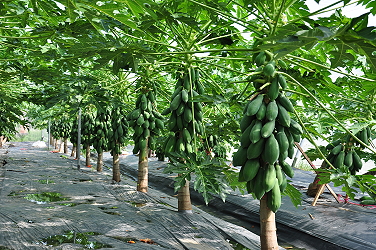 Dibbling tube is used to improve root growth of papaya