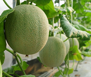 Muskmelon Tainan #11