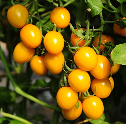 Cherry tomato Tainan # 24
