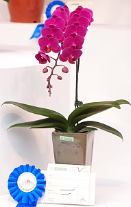 Our breeding line was awarded first prize in the Phalaenopsis group in 2013 International Orchid Show.