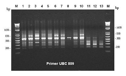 PCR technique used to identify variety 