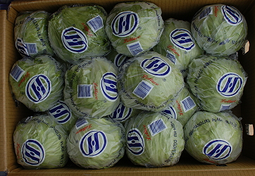 Exporting packaged lettuce