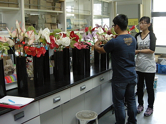 Investigating vase life of Anthurium for export