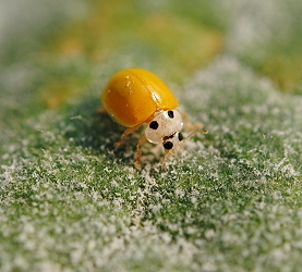 Illeis koebelei feeding on powdery mildew spores and mycelia