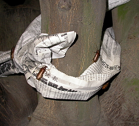 Circling tree trunks with newspaper or two layers of cardboard provides a place for Philus antennatus to lay eggs.