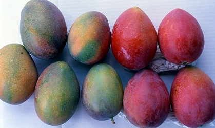 Adjust fertilizer to increase red color of mango fruits 