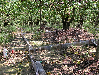 Experiment in watershed orchard to decrease fertilizer use 