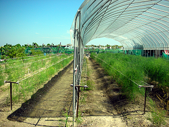 Organic asparagus produced in protected PE tunnel