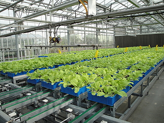 Automatic production system for short-term leafy vegetables